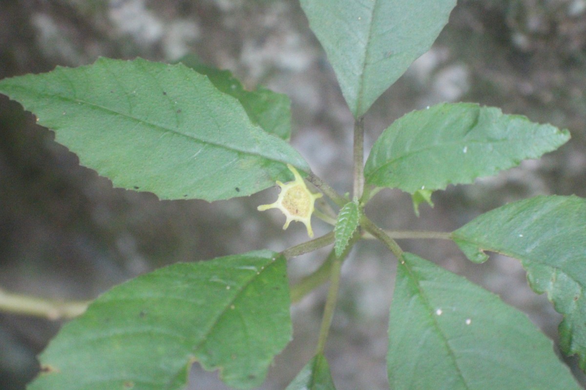 Dorstenia indica Wight